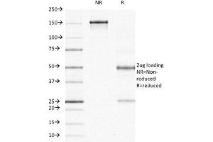 SDS-PAGE Analysis of Purified, BSA-Free ODC-1 Antibody (clone ODC1/485). (ODC1 抗体)