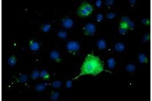 Anti-FGFR2 mouse monoclonal antibody (ABIN2454752) immunofluorescent staining of COS7 cells transiently transfected by pCMV6-ENTRY FGFR2 (RC217098). (FGFR2 抗体)