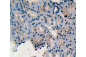 Used in DAB staining on fromalin fixed paraffin-embedded kidney tissue (MIF 抗体  (AA 4-112))
