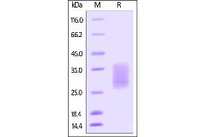 SDS-PAGE (SDS) image for KIT Ligand (KITLG) (AA 26-190) (Active) protein (His tag,AVI tag,Biotin) (ABIN4949036)