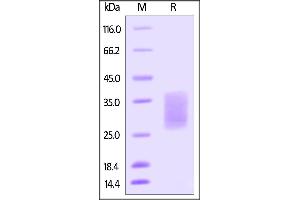 Biotinylated Human SCF, His Tag on SDS-PAGE under reducing (R) condition. (KIT Ligand Protein (KITLG) (AA 26-190) (His tag,AVI tag,Biotin))