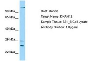 DNAH12 抗体  (AA 91-140)