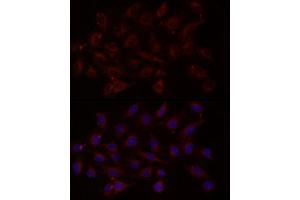 Immunofluorescence (IF) image for anti-Neurotrophin 4 (NTF4) (AA 25-210) antibody (ABIN3021388)
