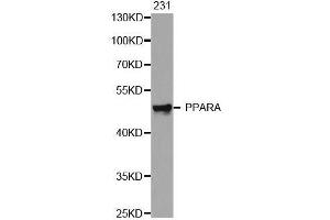 Western blot analysis of extracts of 231 cell line, using PPARA antibody. (PPARA 抗体)
