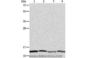 Western blot analysis of Hela, Jurkat, MCF7 and A431 cell, using ATPIF1 Polyclonal Antibody at dilution of 1:1350 (ATPase Inhibitory Factor 1 抗体)