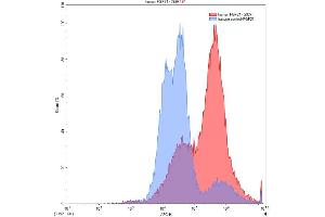 Detection of FGF21 in 293F line transfected with target gene using Anti-Fibroblast Growth Factor 21 (FGF21) Polyclonal Antibody (FGF21 抗体  (AA 29-209))