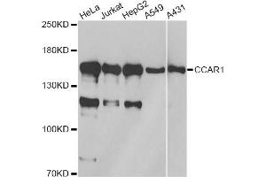 Western blot analysis of extracts of various cell lines, using CCAR1 antibody.