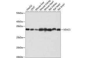 Western blot analysis of extracts of various cell lines, using VD antibody (ABIN7271335) at 1:1000 dilution. (VDAC1 抗体)
