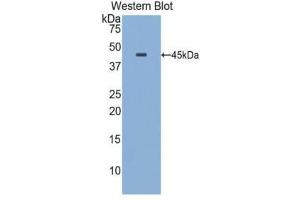 Western Blotting (WB) image for anti-Apolipoprotein E (APOE) (AA 19-168) antibody (ABIN1077826) (APOE 抗体  (AA 19-168))