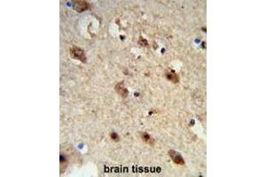 Formalin-fixed and paraffin-embedded human brain tissue reacted with ACP1 Antibody (N-term), which was peroxidase-conjugated to the secondary antibody, followed by DAB staining. (ACP1 抗体  (N-Term))