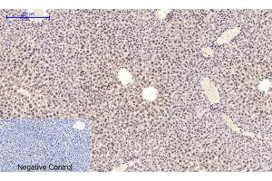 Immunohistochemical analysis of paraffin-embedded mouse liver tissue.