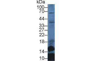 Detection of SLC in Mouse Lung lysate using Polyclonal Antibody to Secondary Lymphoid Tissue Chemokine (SLC) (CCL21 抗体  (AA 5-130))
