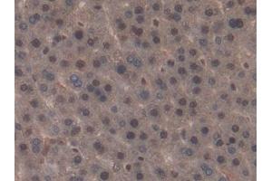 Immunohistochemistry (IHC) image for anti-NME/NM23 Nucleoside Diphosphate Kinase 6 (NME6) (AA 1-173) antibody (ABIN7439435)