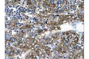 Image no. 1 for anti-GATA Binding Protein 2 (GATA2) (AA 58-107) antibody (ABIN202628) (GATA2 抗体  (AA 58-107))