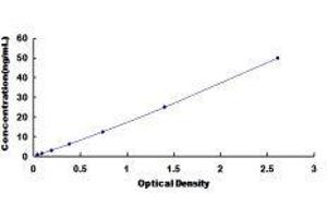 ELISA image for Deiodinase, Iodothyronine, Type II (DIO2) ELISA Kit (ABIN426073)