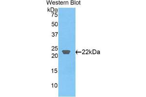 Western Blotting (WB) image for anti-C-Type Lectin Domain Family 3, Member B (CLEC3B) (AA 22-202) antibody (ABIN1858421) (CLEC3B 抗体  (AA 22-202))