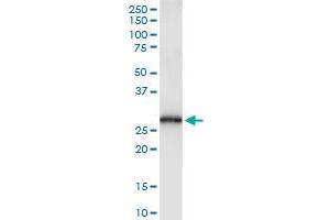 Immunoprecipitation of RAB32 transfected lysate using anti-RAB32 MaxPab rabbit polyclonal antibody and Protein A Magnetic Bead , and immunoblotted with RAB32 purified MaxPab mouse polyclonal antibody (B02P) . (RAB32 抗体  (AA 1-225))