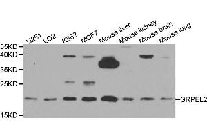 Western blot analysis of extracts of various cell lines, using GRPEL2 antibody. (GRPEL2 抗体)