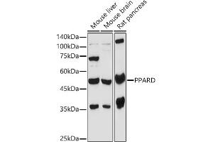 Western blot analysis of extracts of various cell lines, using PPARD antibody (ABIN6132423, ABIN6146002, ABIN6146003 and ABIN6221300) at 1:1000 dilution. (PPARD 抗体  (AA 102-361))