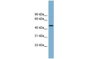 WB Suggested Anti-RNF44 Antibody Titration:  0. (RNF44 抗体  (N-Term))