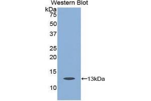 Detection of Recombinant CASP6, Cattle using Polyclonal Antibody to Caspase 6 (CASP6) (Caspase 6 抗体  (AA 194-293))