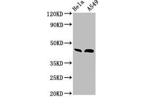 Western Blot Positive WB detected in: Hela whole cell lysate, A549 whole cell lysate All lanes: BMP2 antibody at 3 μg/mL Secondary Goat polyclonal to rabbit IgG at 1/50000 dilution Predicted band size: 45 kDa Observed band size: 45 kDa (BMP2 抗体  (AA 283-396))