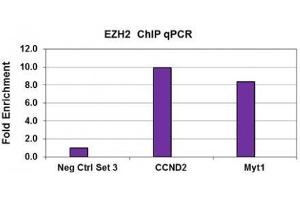 EZH2 antibody (pAb) tested by ChIP. (EZH2 抗体  (AA 1-370))