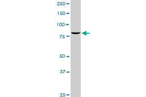 Western Blotting (WB) image for anti-Sp1 Transcription Factor (SP1) (AA 522-618) antibody (ABIN520396)