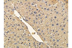 VWF Mouse Monoclonal Antibody at 1/100 staining mouse liver tissue by IHC-P.