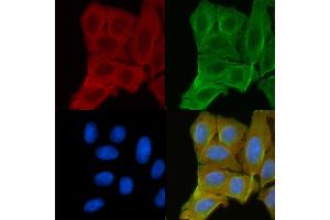 ABIN6256606 and ABIN6268850 staining Hela cells(30 min of UV treatment) by IF/ICC.