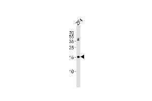 Anti-gabarapl2 Antibody (N-term) at 1:2000 dilution + ZF4 whole cell lysates Lysates/proteins at 20 μg per lane. (GABARAPL2 抗体  (N-Term))