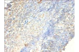 Immunohistochemistry of paraffin-embedded human tonsil tissue using ABIN7164919 at dilution of 1:100 (PSME3 抗体  (AA 2-252))