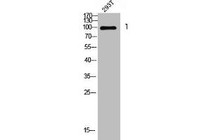 Western blot analysis of 293T lysis using Thrombospondin 4 antibody. (THBS4 抗体  (Internal Region))