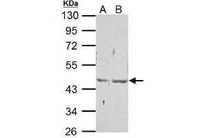 WB Image Sample (30 ug of whole cell lysate) A: NIH-3T3 B: JC 10% SDS PAGE antibody diluted at 1:500 (NR2F6 抗体  (C-Term))
