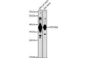 Western blot analysis of extracts of various cell lines, using OTUD6A antibody (ABIN7269122) at 1:1000 dilution. (OTUD6A 抗体)