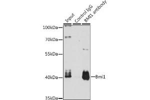 Immunoprecipitation analysis of 200 μg extracts of K-562 cells, using 3 μg Bmi1 antibody (ABIN3020690, ABIN3020691, ABIN3020692 and ABIN6213671). (BMI1 抗体  (AA 120-326))