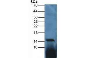 Figure. (IL-17 抗体  (AA 25-169))