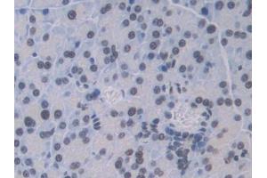 IHC-P analysis of Mouse Pancreas Tissue, with DAB staining. (CTSC 抗体  (AA 231-462))
