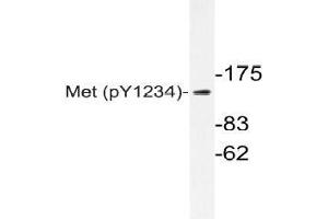 Western blot (WB) analyzes of p-Met antibody in extracts from HepG2 cells. (c-MET 抗体  (pTyr1234))
