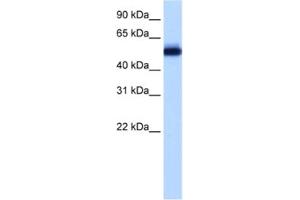 Western Blotting (WB) image for anti-Zinc finger protein 82 homolog (ZFP82) antibody (ABIN2461971) (Zinc finger protein 82 homolog (ZFP82) 抗体)
