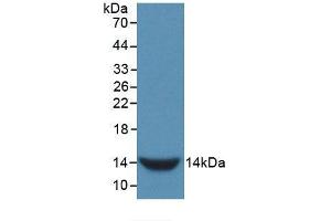 Western blot analysis of recombinant Rat GnRH. (GNRH1 抗体  (AA 25-92))