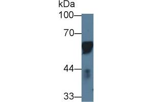 Western Blot; Sample: Porcine Lymph node; Primary Ab: 1µg/ml Rabbit Anti-Porcine CD14 Antibody Second Ab: 0. (CD14 抗体  (AA 21-373))