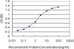 Detection limit for recombinant GST tagged HSPB8 is approximately 0. (HSPB8 抗体  (AA 97-196))