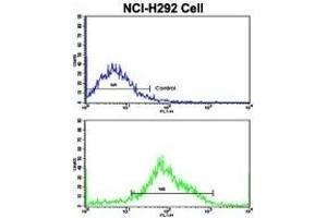 Flow cytometric analysis of NCI- cells using MyoGEF Antibody (N-term)(bottom histogram) compared to a negative control cell (top histogram). (PLEKHG6 抗体  (N-Term))