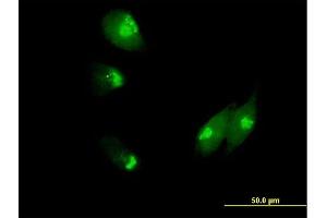 Immunofluorescence of purified MaxPab antibody to NUCB1 on HeLa cell. (Nucleobindin 1 抗体  (AA 1-461))