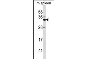 FOXI2 Antibody (Center) (ABIN656273 and ABIN2845584) western blot analysis in mouse spleen tissue lysates (35 μg/lane). (FOXI2 抗体  (AA 116-143))