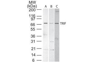 TRIF Western Blot. (TICAM1 抗体)