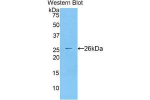 Western Blotting (WB) image for anti-Cathepsin S (CTSS) (AA 115-331) antibody (ABIN1858558) (Cathepsin S 抗体  (AA 115-331))