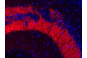 Immunohistochemistry (IHC) image for anti-Solute Carrier Family 30 (Zinc Transporter), Member 3 (Slc30a3) (AA 2-75) antibody (ABIN1742409)