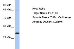 Host:  Rabbit  Target Name:  PEX11B  Sample Type:  THP-1 Whole Cell lysates  Antibody Dilution:  1. (PEX11B 抗体  (N-Term))